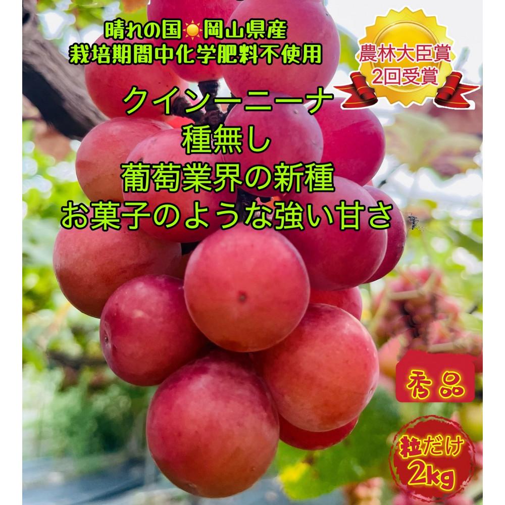 【ふるさと納税】ぶどう 2025年 先行予約 クイーンニーナ 秀品 粒だけ 約2kg 岡山 国産 果物 フルーツ 2025年8月上旬から発送 | フルーツ 果物 くだもの 食品 人気 おすすめ 送料無料