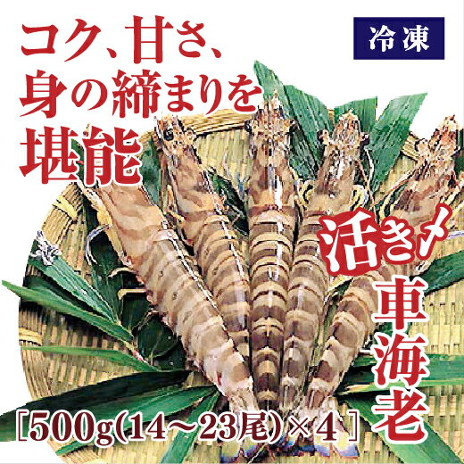B020【ふるさと納税】活き締め冷凍車えび500g×4