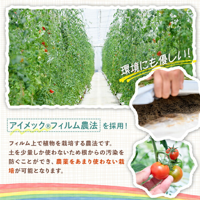 ＜先行予約受付中！2027年1月上旬以降順次発送予定＞ 再エネと次世代農法が育んだ高糖度フルーツトマト約400g フルティカ 濃厚 野菜 甘い 茨城県 フルーツトマト おつまみ 中玉トマト トマト やさい 完熟 お弁当 贈り物 サラダ 産地直送 プレミアムフルーツトマト  期間限定 先行予約 【常陸太陽の庭】【ho1672】