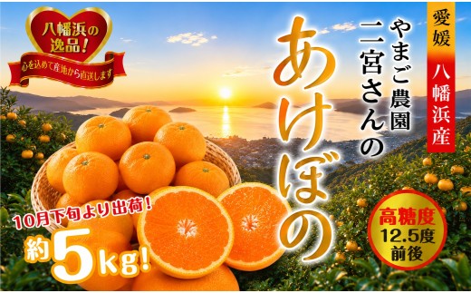 濃厚な味わい!やまご農園 高糖度みかん!「あけぼの」＜C39-11＞_ みかん ミカン 柑橘 温州 果物 くだもの フルーツ 旬 愛媛 コク 甘み 国産 産直 産地直送 小玉 旬 濃厚 冷蔵 高糖度 極早生 【1491797】 YWTF004