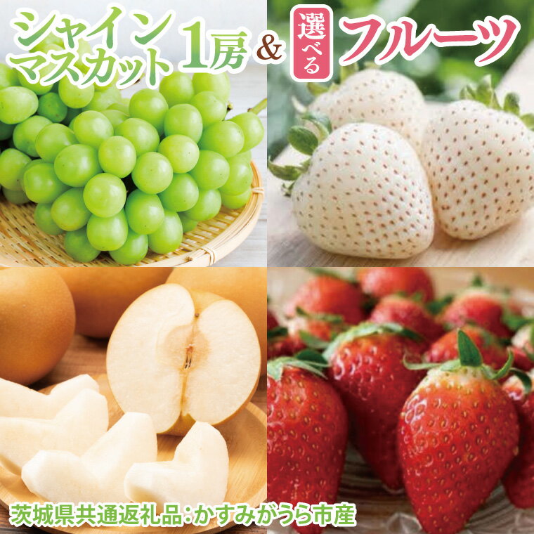 【ふるさと納税】【選べる組合せ】【先行予約】シャインマスカット1房と選べるフルーツ（茨城県共通返礼品：かすみがうら市産）｜マスカット フルーツ 果物 くだもの セット 数量限定 茨城県 大子町（CD135）