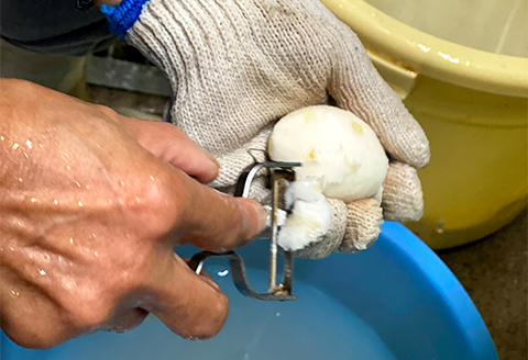 日本三大芋煮の里、津和野の大地で育てた泥付き里芋850g×2袋