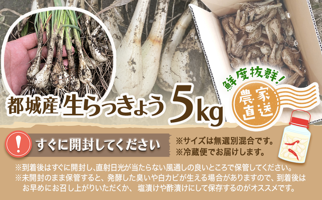 【先行受付!】掘りたて!新鮮!!根付き土付き生らっきょう5kg≪2026年5月中旬以降順次お届け≫_12-L701