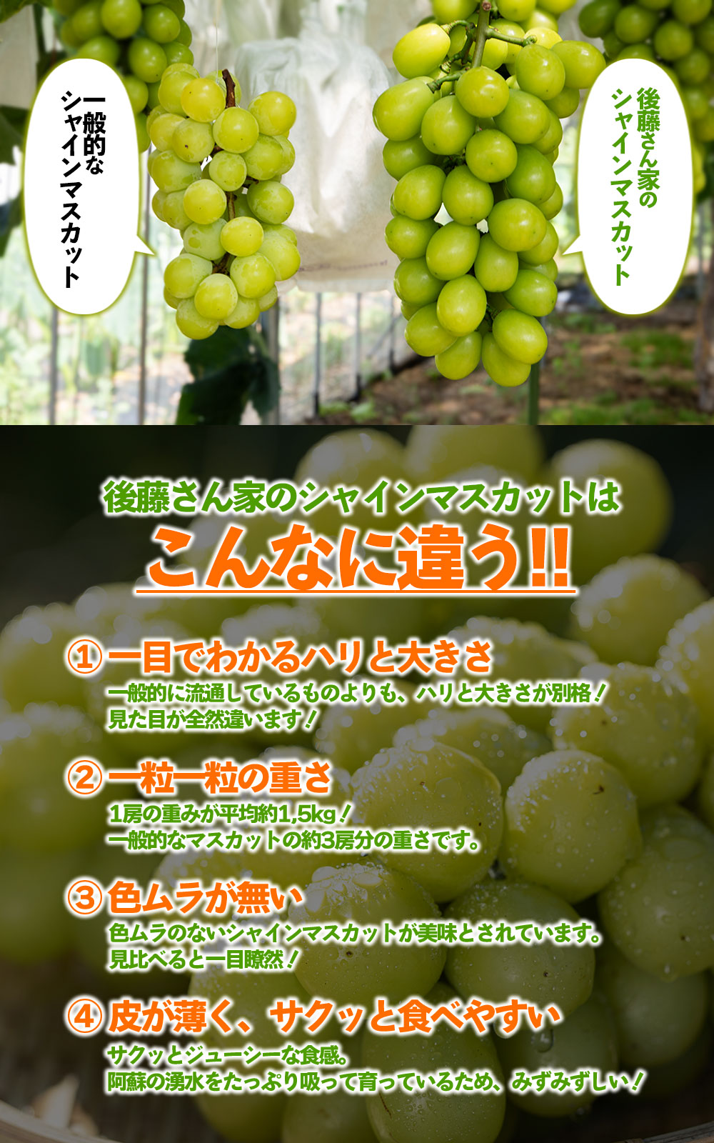 シャインマスカットと希少品種 マスカサーティーン 食べ比べ セット 後藤ぶどう園 希少 旬 新鮮 期間限定 皮ごと ブドウお取り寄せ 熊本県 阿蘇市
