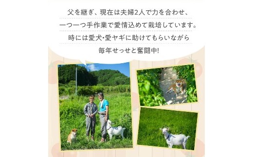 ＜先行予約＞トマト 贈答にもおすすめ そのままでも 美味しい 【石墨清流トマト】糖度9～11度 久万高原町　※離島への配送不可　※2024年7月上旬～10月下旬頃に順次発送予定