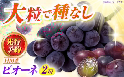 【先行予約 ・25年9月以降順次発送】 ピオーネ 1箱（600〜700g×2房）日田市 / JAおおいた フルーツ ぶどう 葡萄 ブドウ 果物 ぴおーね [AREW004]