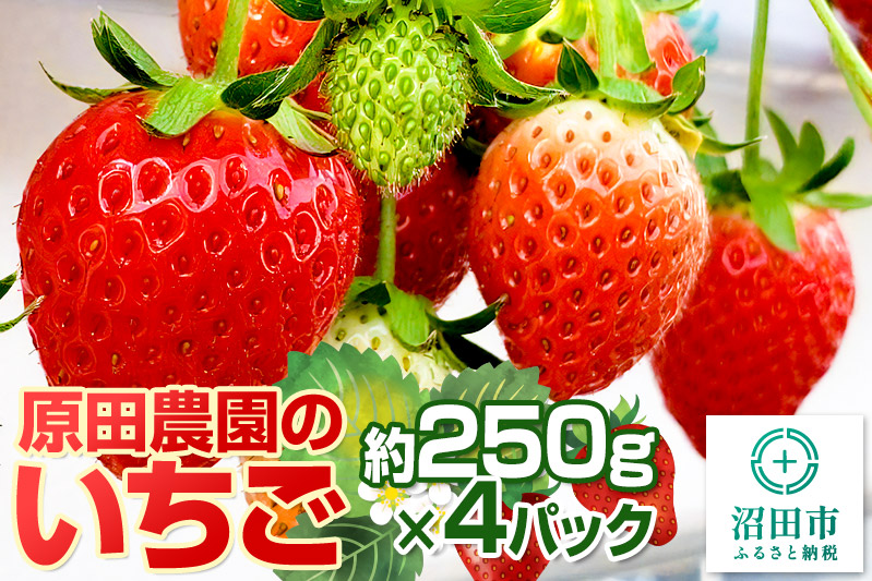 《2026年1月上旬〜4月上旬発送》果実の里 原田農園 いちご 約250g×4パック