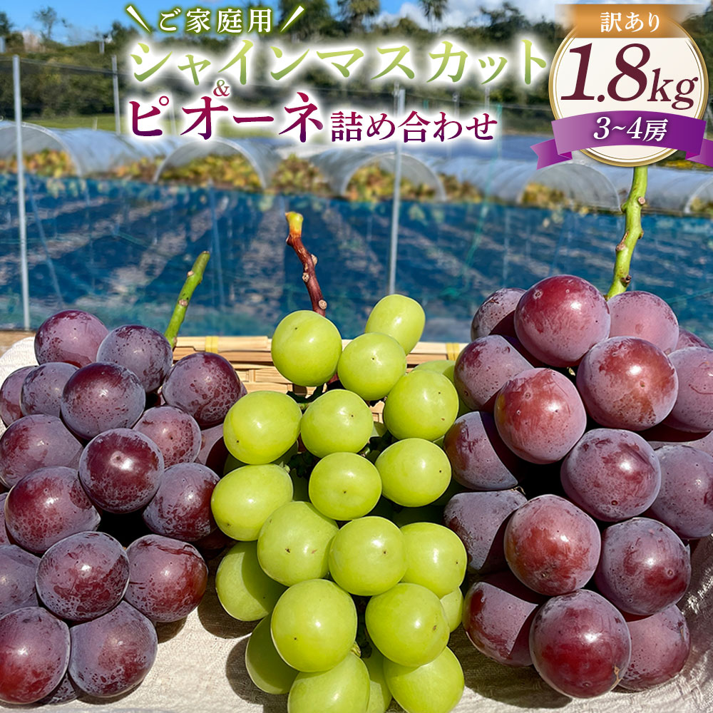 【ふるさと納税】訳あり シャインマスカット と ピオーネ 詰合せ 3～4房 約1.8kg ご家庭用 マスカット ぶどう ブドウ 葡萄 種なし 果物 くだもの フルーツ 詰め合わせ おやつ デザート 常温 岡山県産 岡山県 美咲町 送料無料【2025年10月上旬～12月上旬発送予定】