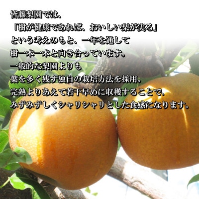 【先行受付・数量限定】皆藤梨園 恵水　5kg(12～8玉)  　2026年8月下旬順次発送【配送不可地域：離島・沖縄県】