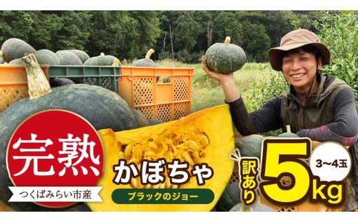 【 訳アリ 】完熟かぼちゃ ブラックのジョー 5kg（3～4玉） かぼちゃ 生かぼちゃ ほくほく ねっとり 甘い 国産 茨城県産 訳アリ お取り寄せ 野菜 国産