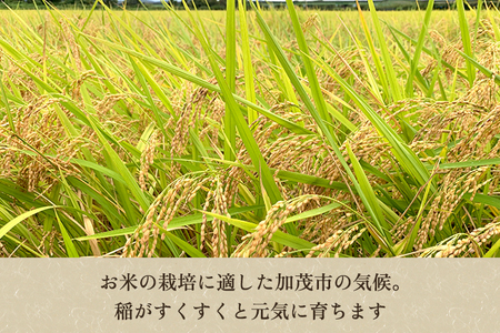 【令和7年産新米先行予約】【定期便3回10月・2月・6月にお届け】新潟県加茂市産コシヒカリ 精米10kg（5kg×2袋） 《10月上旬～順次出荷》 新潟産コシヒカリ 新潟米 お米 ライス ごはん ご飯