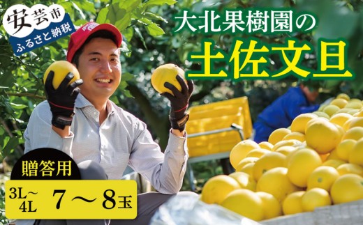 先行予約 文旦 贈答用 3L～4L 7～8玉 土佐文旦 文旦贈答用 柑橘 フルーツ 文旦 数量限定 期間限定 みかん 蜜柑 ぶんたん ブンタン 文旦 分担 高級 国産 文旦 冬 春 旬 果物 果物類 新鮮 文旦 お裾分け ギフト 贈答 冬ギフト デザート 柑橘 文旦 農家直送 産地直送 送料無料 大玉 小玉 文旦高知 大北果樹園 高知県 安芸市 【2027年2月上旬～発送】