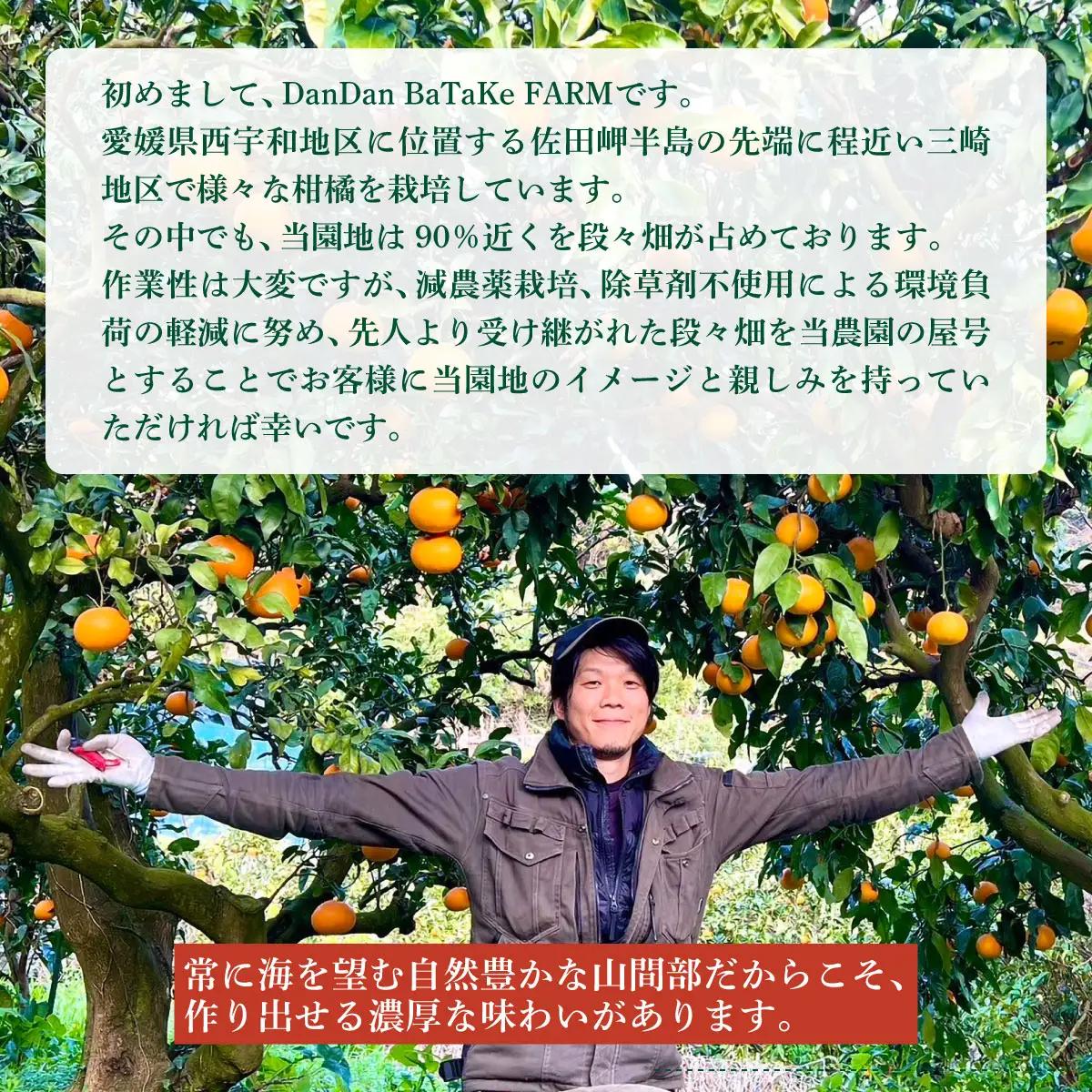 【先行予約】【訳あり】愛果28号 約5kg（小玉） | 柑橘 みかん 果物 フルーツ 愛媛県産 農家直送　※離島への配送不可　※2026年12月下旬から順次発送予定 IKTAU003