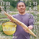 D-214【ふるさと納税】ミライエfarm特級規格品質1本もの750g超えサイズ　最高級自然薯