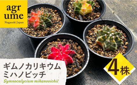 ギムノカリキウム ミハノビッチ 4株 Gymnocalycium mihanovichii 長与町/アグリューム[EAI278]