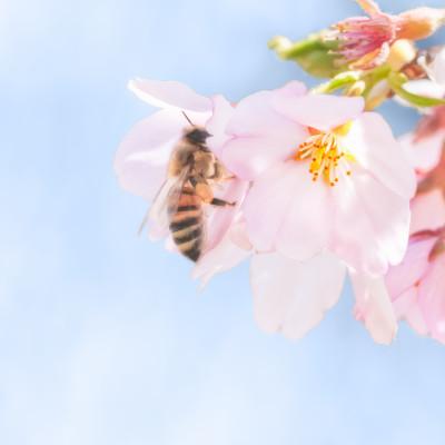 ふるさと納税 越生町 国産はちみつ「山桜」「ゆず」ギフトセット 各150g |  | 01