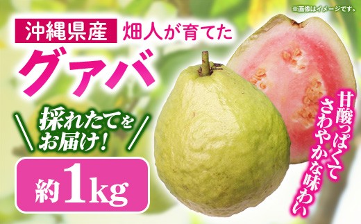 
                  【先行受付】【2026年発送】畑人のグァバ 約1kg - グアバ トロピカルフルーツ ビタミン ポリフェノール 食物繊維 南国フルーツ 沖縄県 産地直送 果物 フルーツ 国産 おすすめ 沖縄県 八重瀬町
                