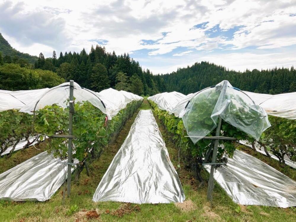 【南魚沼産カベルネ・ソーヴィニヨン】繊細な赤”やま庭のワイン”750ml ２本セット