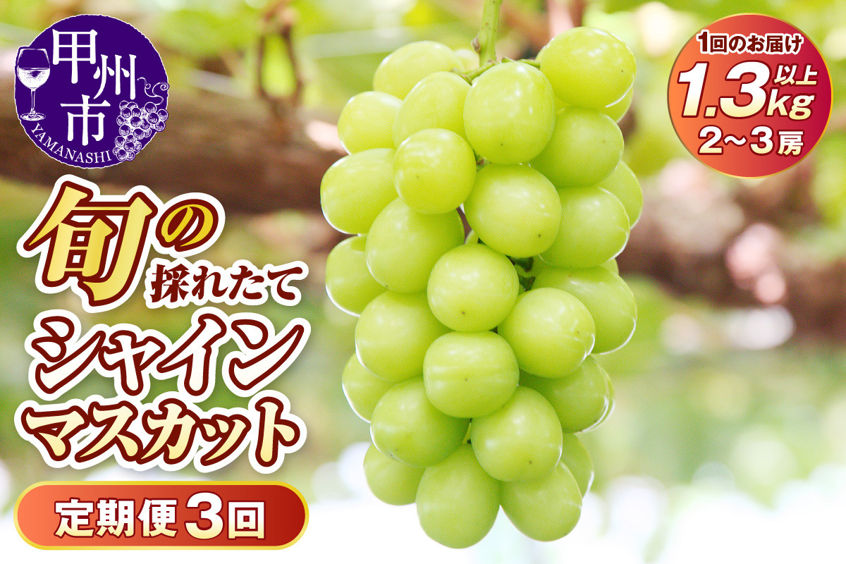
            【定期便】子供に大人気！！旬の採れたて大粒シャインマスカット 1.3kg以上 3回定期便【2025年発送】（HO）D-410 【シャインマスカット 葡萄 ぶどう ブドウ 令和7年発送 期間限定 山梨県産 甲州市 フルーツ 果物】
          