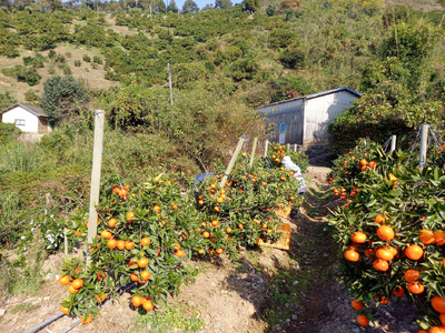 B351-13 まるたん　１６玉　化粧箱入り