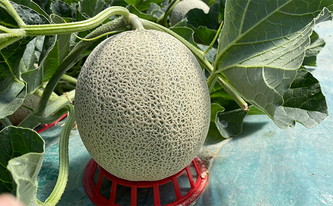 【2024年7月中旬～発送】北海道 ふらの 赤肉メロン 2玉入り 約1.6kg×2玉 (守田農園) メロン フルーツ 果物 新鮮 甘い 贈り物 ギフト 道産 ジューシー おやつ ふらの ブランド