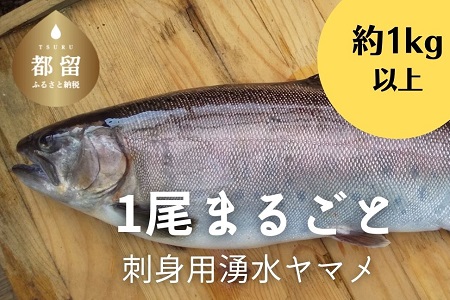 【5月6月7月8月発送】刺身用湧水ヤマメ1尾まるごと＜期間限定＞