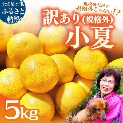 ふるさと納税 土佐清水市 R8.1月 規格外だけど規格外じゃない!? 訳あり 小夏 5kg(日向夏)柑橘【R01487】