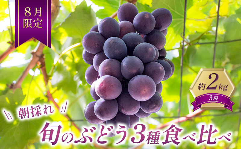 ぶどう 【8月限定】 旬のぶどう 食べ比べ 約2kg 3種セット 果物 旬 詰合せ フルーツ 朝採れ 有機肥料