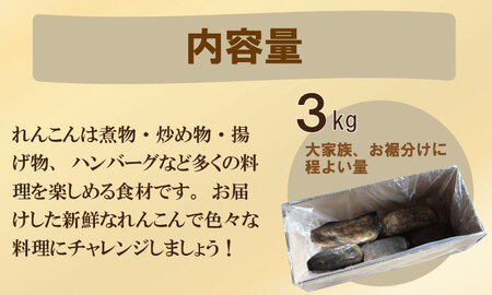【先行予約】佐賀県産泥付きれんこん（3kg） もりながファーム レンコン 蓮根 A075-034