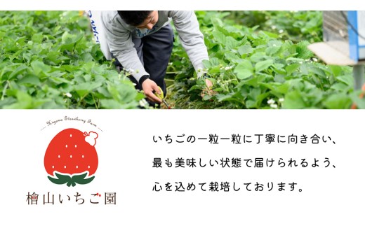 【 先行予約 】 【 定期コース 】 厳選 いちご?4パック 【 毎月 第4木曜に全3回発送 初回発送 2027年1月28日 】 （常陸太田市 共通返礼品 ) 約260g×4パック いばらキッス ひたち姫 やよいひめ から 厳選して お届け 定期便 いちご 数量限定 果物 くだもの フルーツ 苺 イチゴ 数量限定