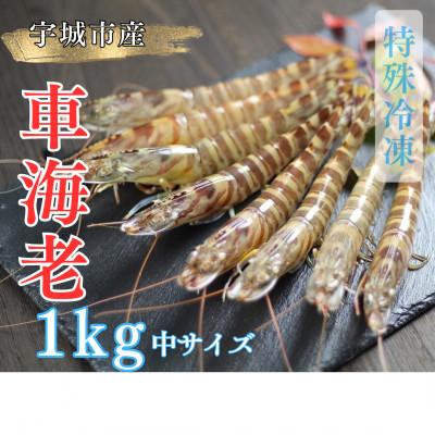 ふるさと納税 宇城市 【特殊冷凍】車海老1kg (36~44尾)水揚げ即真空パック&amp;瞬間冷凍で鮮度抜群