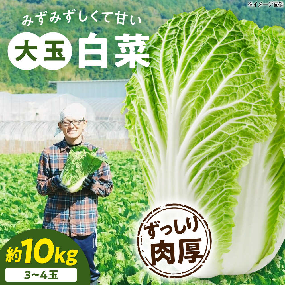 【ふるさと納税】【先行予約】 【【11月下旬から順次発送】 白菜 3Lサイズ×3〜4玉（約10kg）大洲市/ふじた農園[AGDH008] 白菜 はくさい ハクサイ 野菜 やさい 新鮮 新鮮野菜 愛媛県産 大洲市産 産地直送 おすすめ 人気