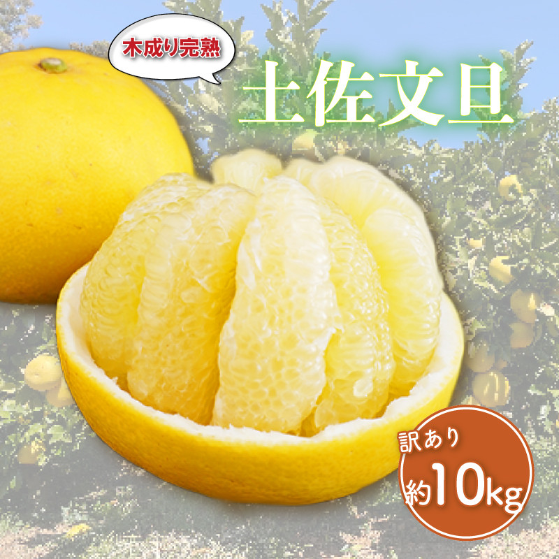 
                  訳あり 完熟 土佐文旦 約10kg 柑橘 フルーツ 果物 みかん ぶんたん 家庭用 傷 不揃い 農園 直送 エニシトラス 愛媛県 愛南町 発送期間: 2026年4月上旬～4月下旬(なくなり次第終了)
                