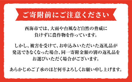 ※数量限定※【2025年収穫分先行予約】【訳あり】糖度８度以上の果実！大島トマト 約1.8kg＜大島造船所農産G＞ [CCK007]
