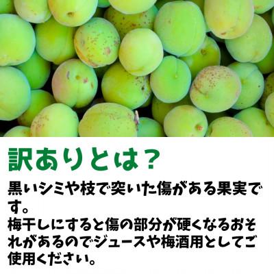 ふるさと納税 有田川町 青梅 南高梅 約5kg 訳あり サイズミックス 和歌山県産 B品 |  | 02