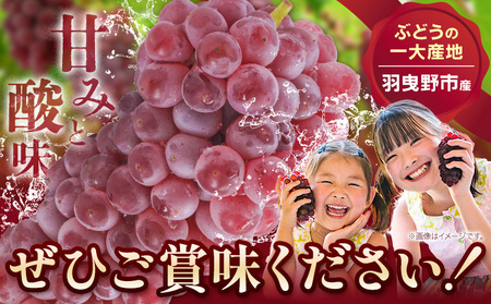 デラウェア 厳選デラウェア 約1.2kg
