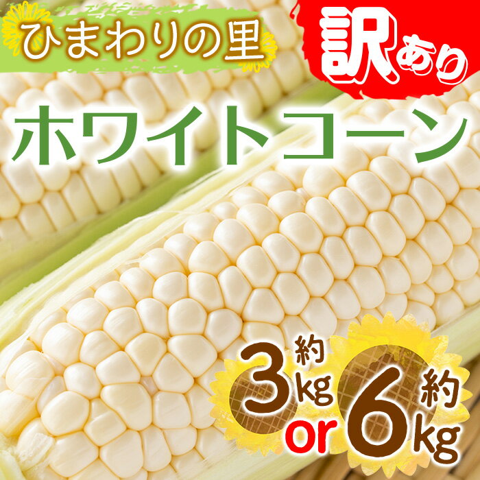 【ふるさと納税】＜先行予約！2026年6月上旬以降順次発送予定＞＜訳あり＞＜選べる容量＞ホワイトコーン(約3kg・約6kg) トウモロコシ とうもろこし 家庭用 訳あり お試し 産地直送 国産 野菜 コーン 産地直送 新鮮 香川県 冷蔵便【man109・man112】【Aglio nero】