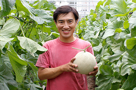 【定期便３ヶ月】純系マスクメロン２玉【通年栽培】：2026年４～６月発送分