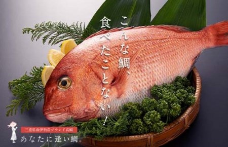 南伊勢産 真鯛 下処理済 鯛