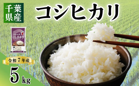 コシヒカリ 5kg 令和8年産 コシヒカリ