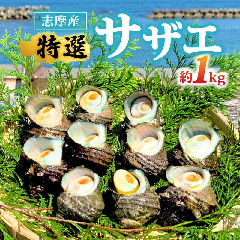 【ふるさと納税】 サザエ 1kg 新鮮 海鮮 海産物 魚介 魚貝 サザエ 栄螺 貝 刺身 刺し身 お造り つぼ焼き グリル BBQ バーベキュー キャンプ 夏 ギフト 贈り物 志摩産 特選 三重 志摩 伊勢志摩 10000円 1万円 一万円 今が旬