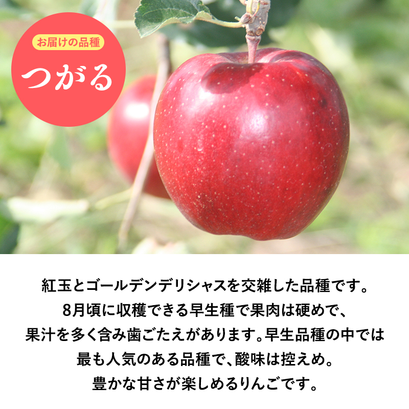 9月発送　贈答用つがる10ｋｇ　【そと川りんご園・9月・青森県産・平川市・りんご・つがる・10ｋｇ・贈答用】