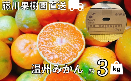 
2024年秋よりお届け 農園直送 フジカワ果樹園栽培の 温州みかん 約3kg
