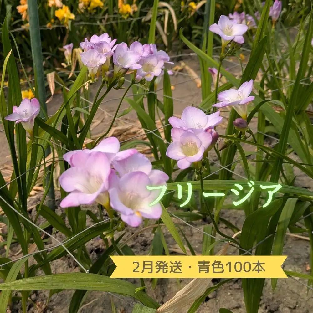 2月発送：優しい香り【フリージア】青色　100本