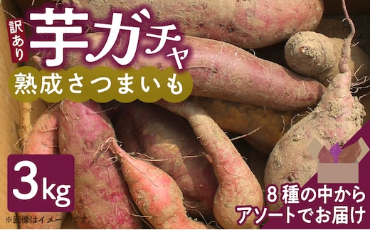 
										
										芋ガチャ訳あり 熟成さつまいも3kg
									