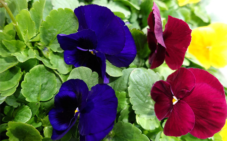 No.046 季節の花苗 パンジー 24個セット