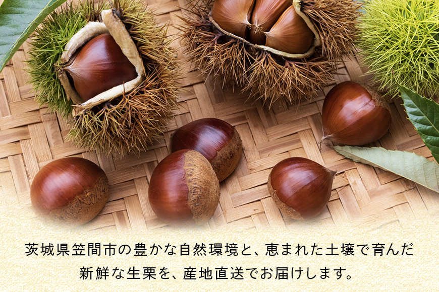 【2026年先行予約】【訳あり】 小粒 荒むき栗 1kg 数量限定 訳あり 訳アリ 栗 むき栗 国産 和栗 くり クリ スイーツ 果物 フルーツ 栗きんとん モンブラン 栗ご飯 栗ごはん 秋 旬 ギフト プレゼント 農産物直売所すわ 笠間市 栗生産量 日本一 茨城県 いばらき