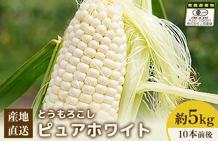 【先行予約】上原農場直送　有機栽培とうもろこし (ピュアホワイト) 約5kg 約10本前後【66016】