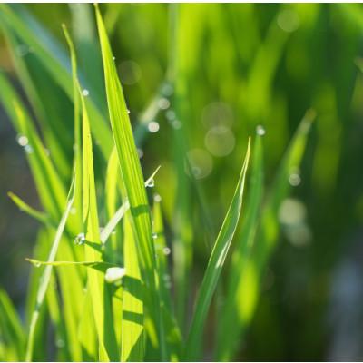 ふるさと納税 能美市 【令和7年度産】お米農家直送　石川県産コシヒカリ　4.5kg |  | 02