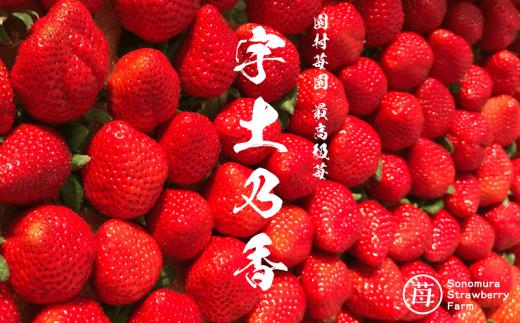 【先行受付】【1月発送】園村苺園 ★最高級苺★糖度15度以上＋3Lサイズ以上★「宇土乃香」苺500ｇ_U74-0051_01